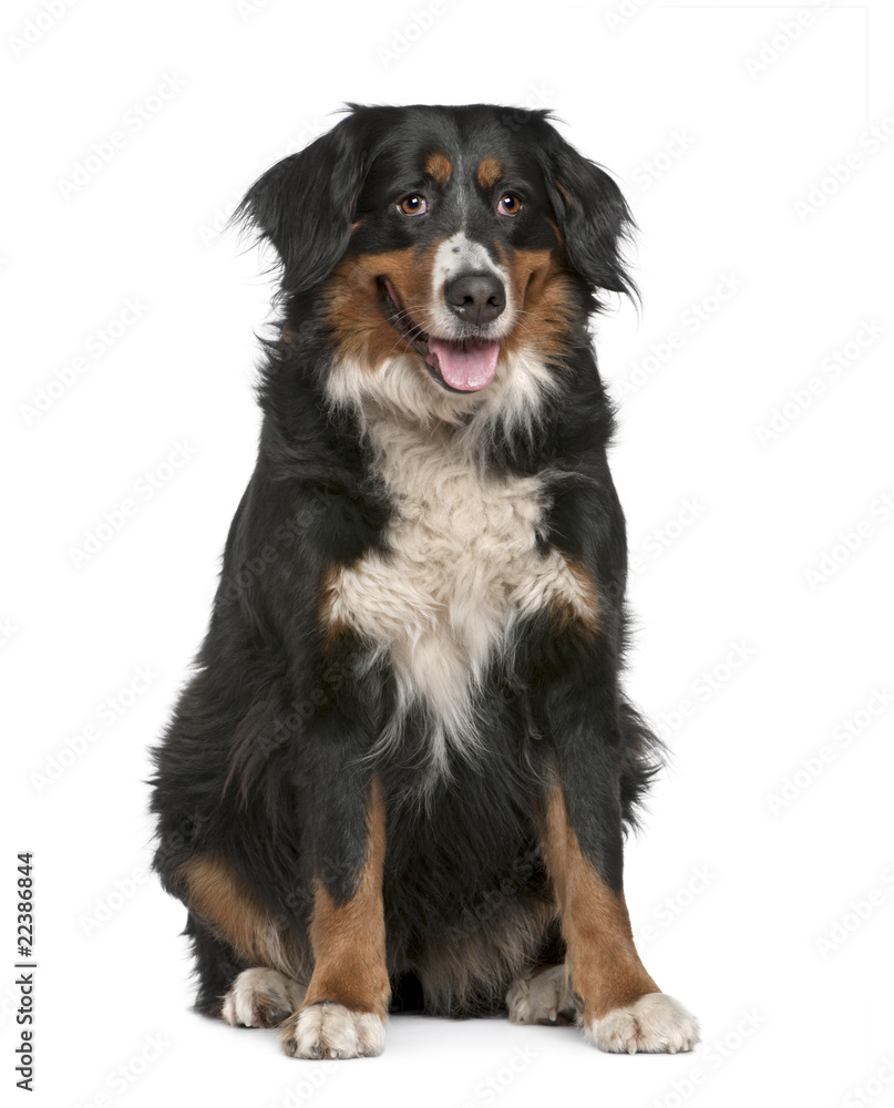 Bernese mountain dog, 4 years old
