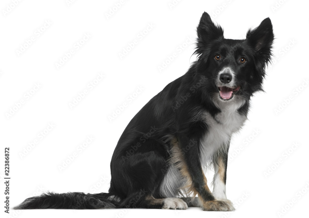 Border Collie, 4 years old, sitting in front of white background