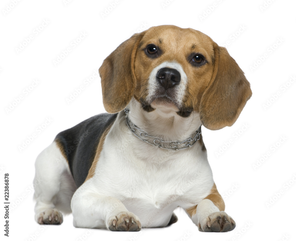 Beagle, 9 months old, lying in front of white background
