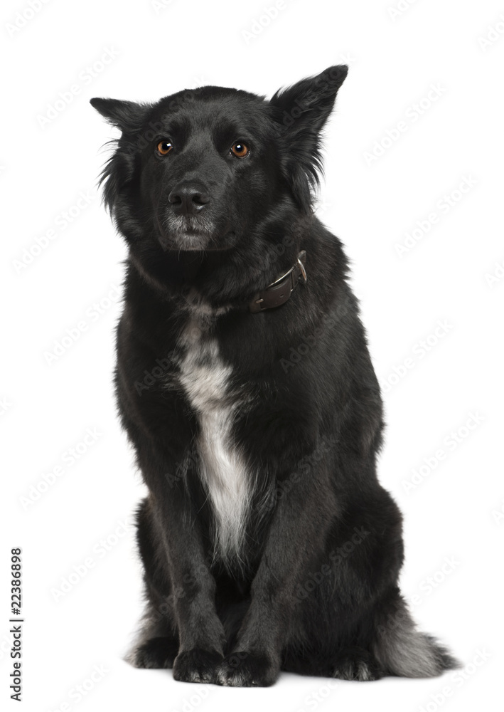 Belgian shepherd dog, Groenendael, 4 years old Belgian shepherd dog, Groenendael, 4 years old