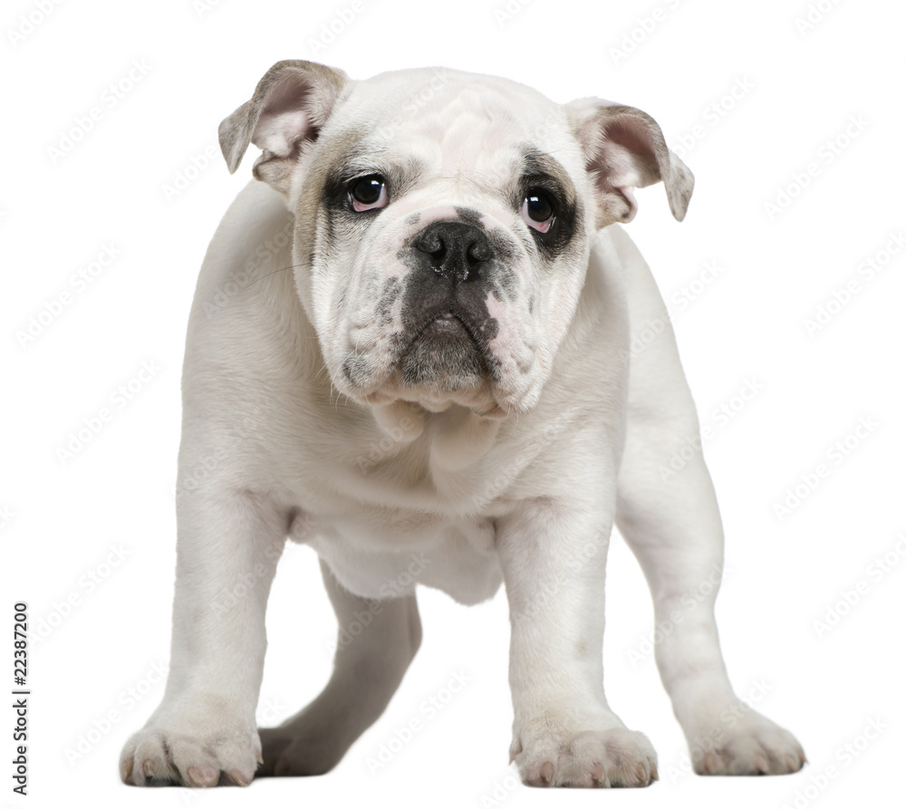 English bulldog puppy, 5 months old