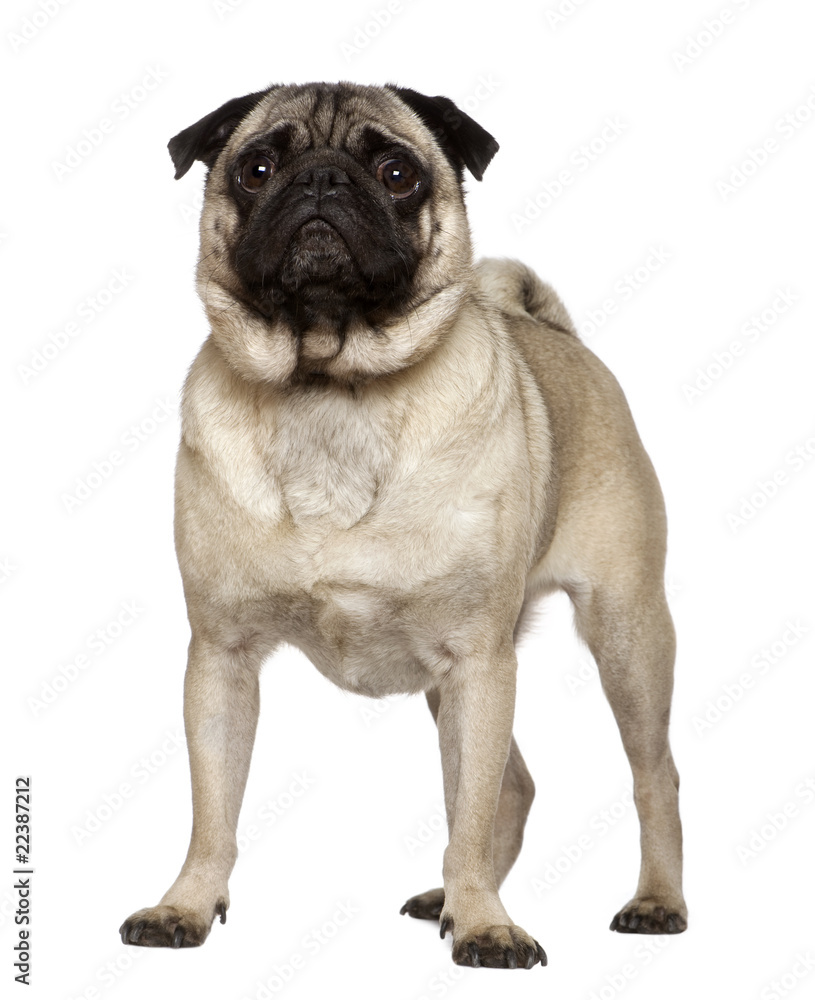 Pug, 4 years old, standing in front of white background