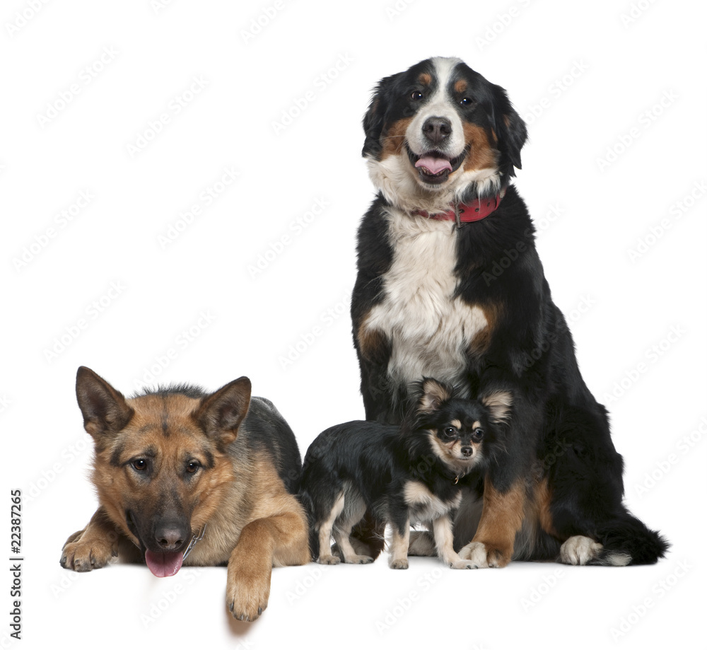 German shepherd dog, Bernese mountain dog and Chihuahua
