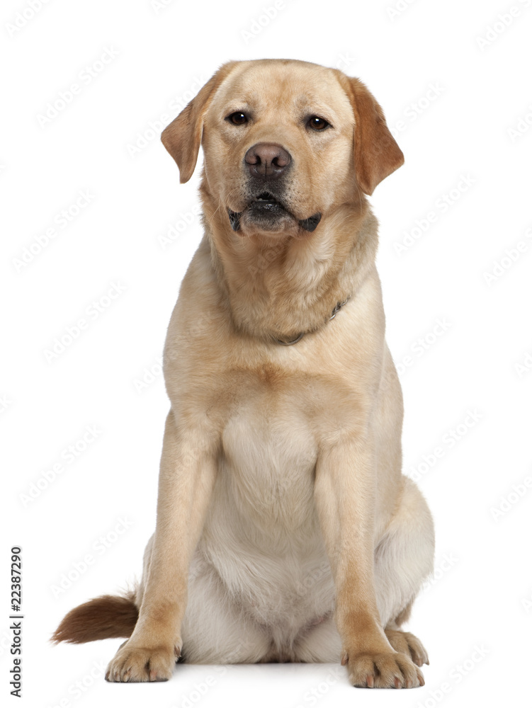 Labrador retriever, 2 years old Labrador retriever, 2 years old