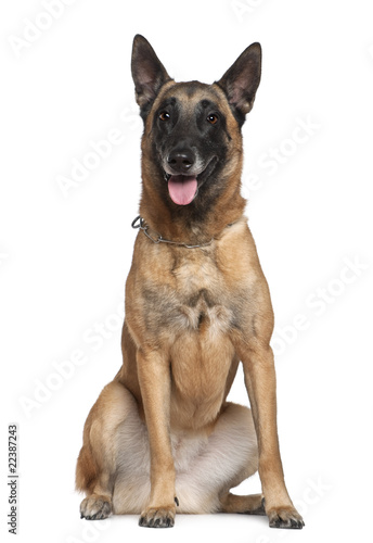 Bilde på lerret Belgian Shepherd dog, 2 years old