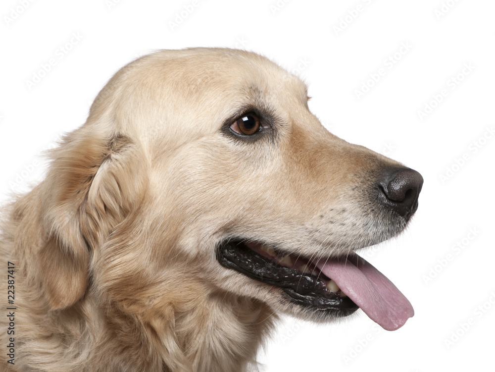 Close-up of Labrador retriever, 4 years old Close-up of Labrador retriever, 4 years old