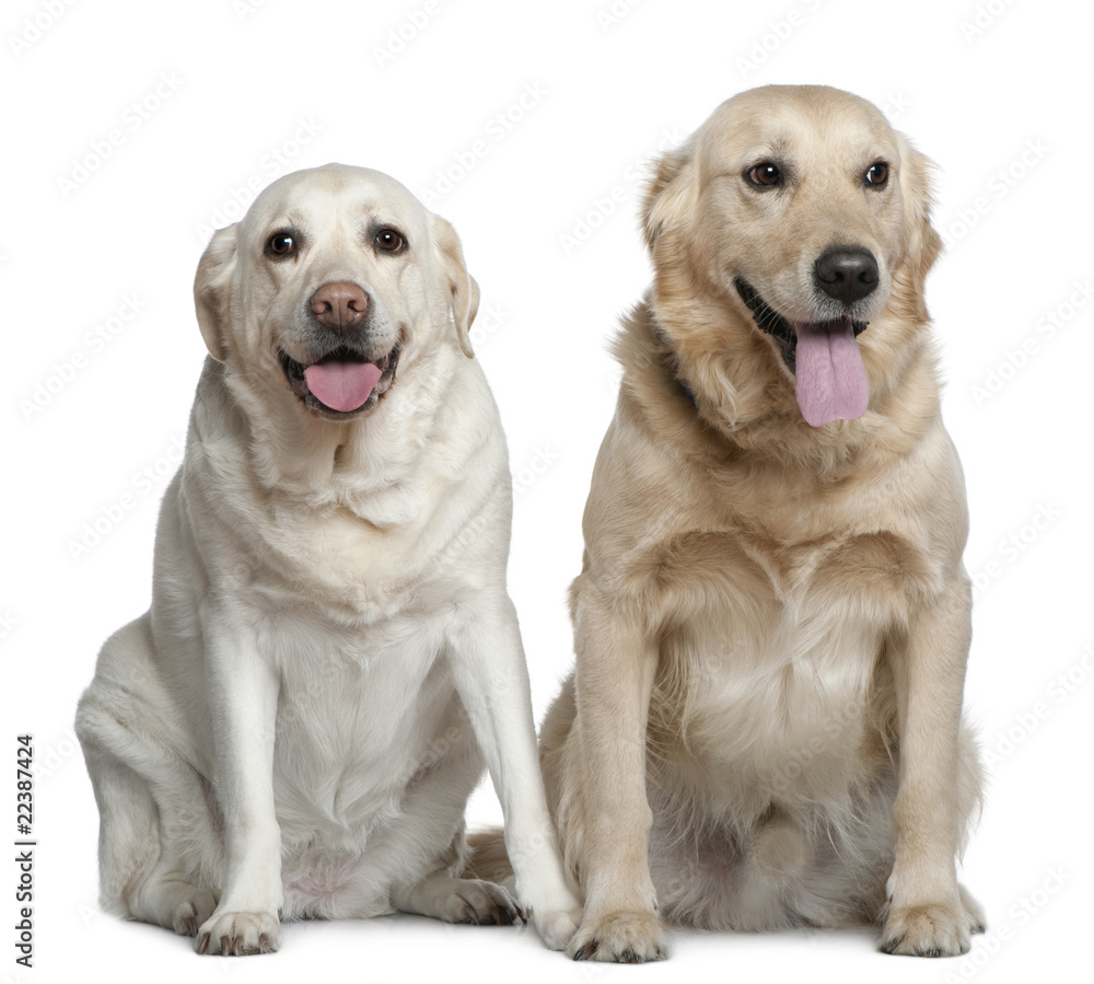 Two Labrador retrievers, 4 years old Two Labrador retrievers, 4 years old