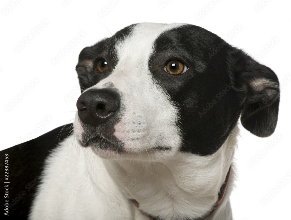 Mixed-breed dog, 2 years old, in front of white background