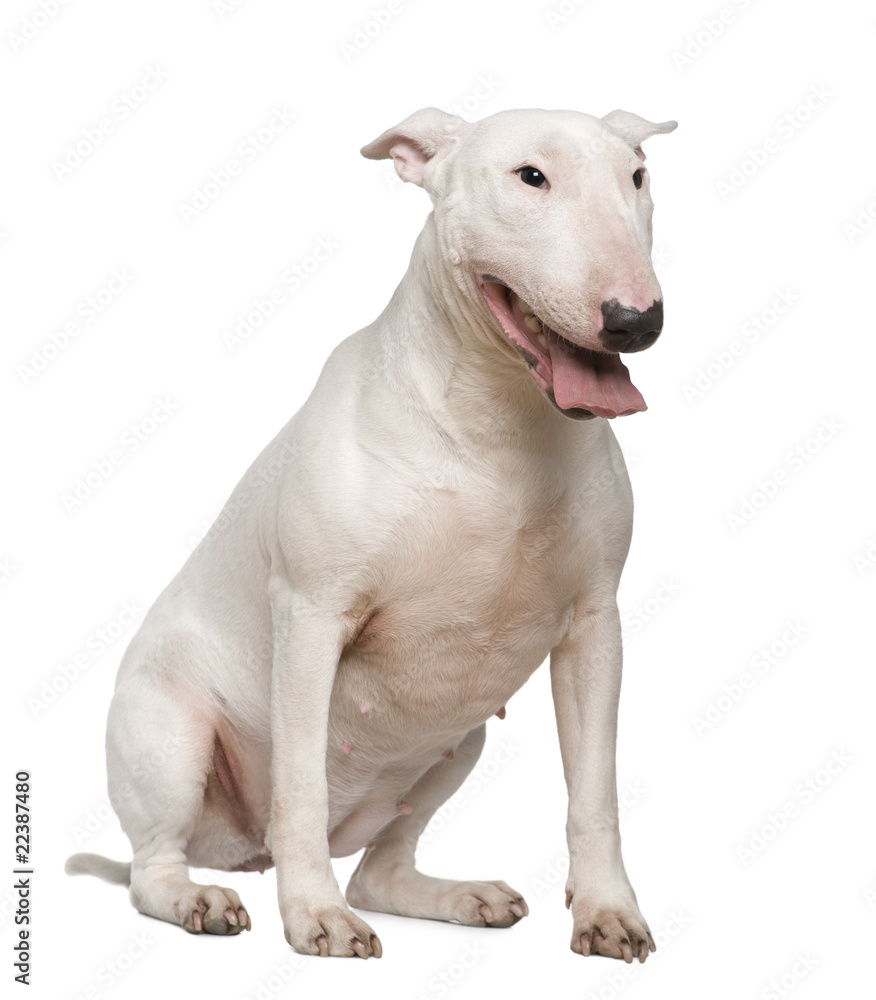 Bull Terrier, 2 years old, sitting in front of white background