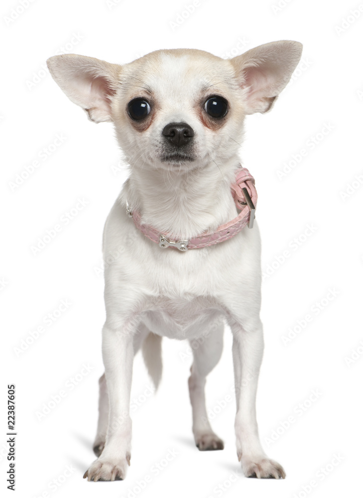 Chihuahua in pink collar, 1 and a half years old