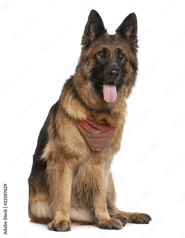 German Shepherd dog, 5 years old