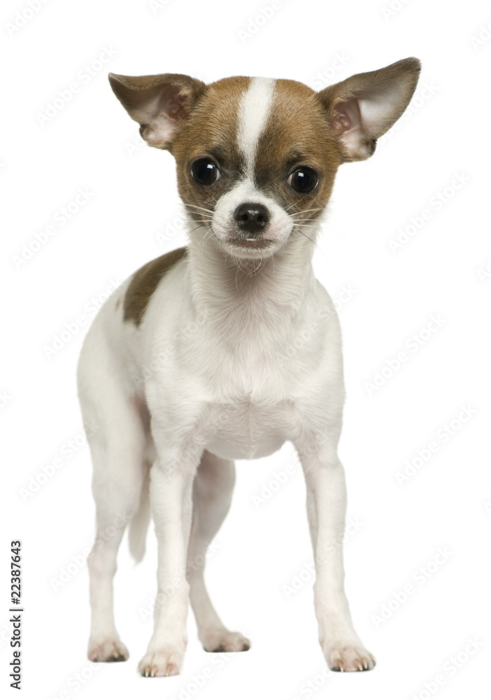Chihuahua, 6 months old, standing in front of white background