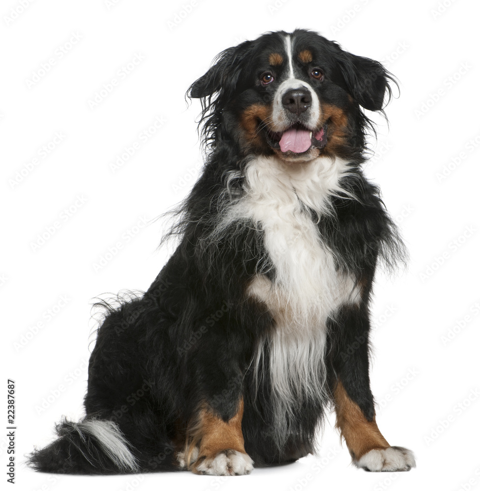 Bernese mountain dog, 5 years old