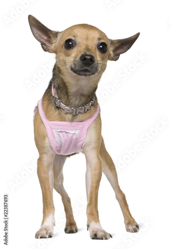 Chihuahua dressed in pink, 1 year old