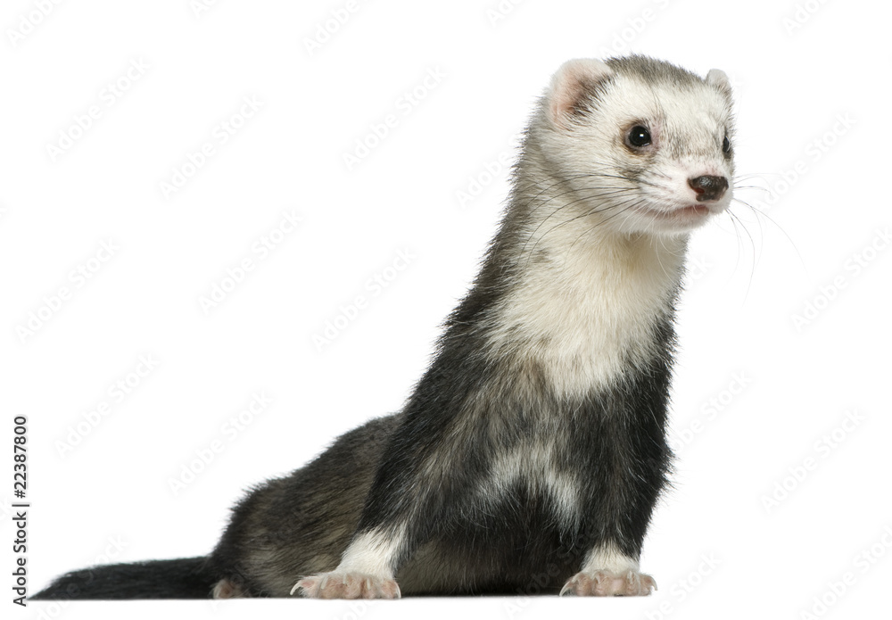 Ferret, 3 and a half years old, in front of white background Ferret, 3 and a half years old, in front of white background