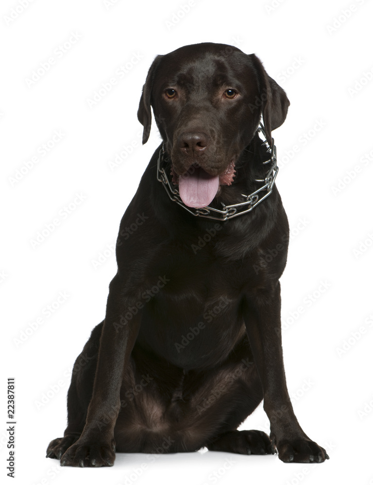 Labrador, 14 months old, sitting in front of white background