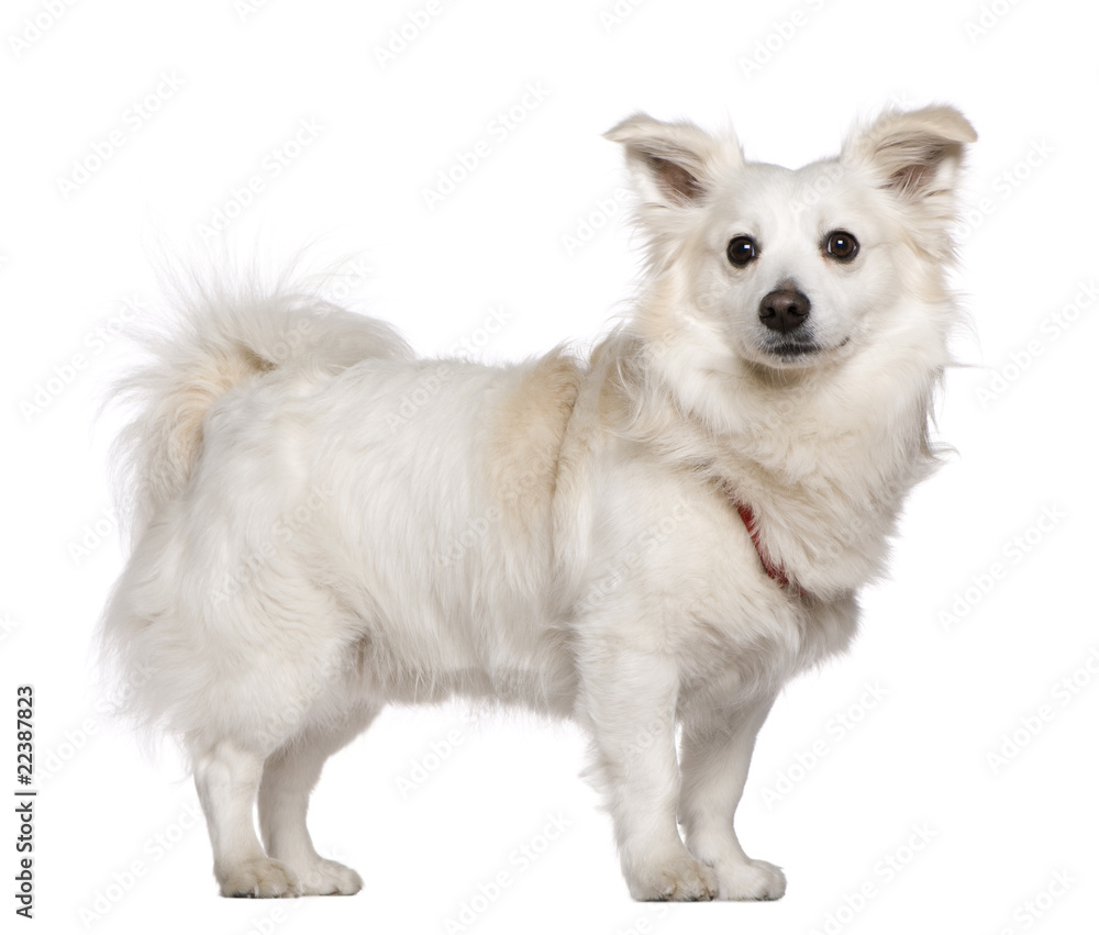 Pomeranian, 4 years old, standing in front of white background