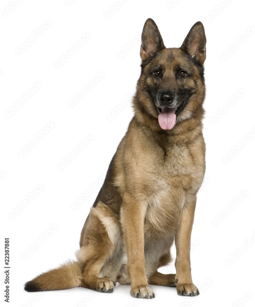 German Shepherd dog, 7 years old German Shepherd dog, 7 years old
