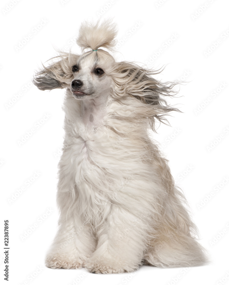 Chinese Crested Dog with hair in the wind, 2 years old Chinese Crested Dog with hair in the wind, 2 years old
