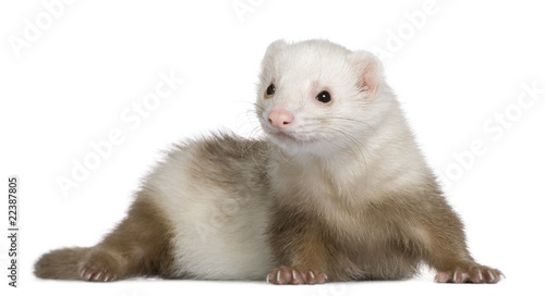 Ferret, 1 and a half years old, in front of white background