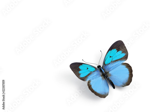 Butterfly - 3d render illustration on white background.