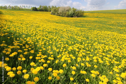 Schöne frische grüne Frühlingslandschaft. Wiese mit Blumen.