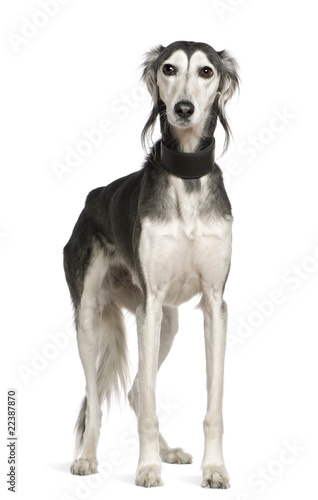 Saluki dog, 12 years old, standing in front of white background photo