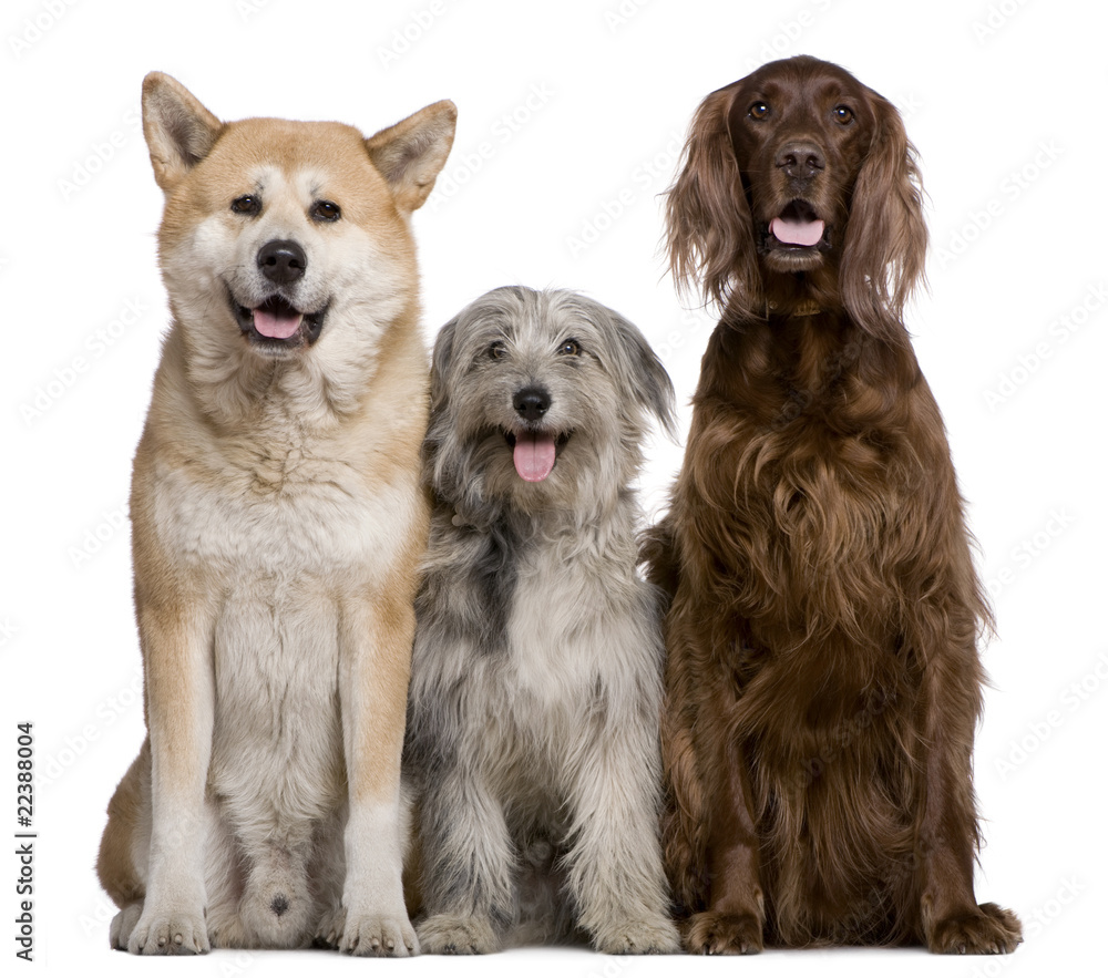 Irish Setter, Akita Inu and Pyrenean Shepherd dog Irish Setter, Akita Inu and Pyrenean Shepherd dog