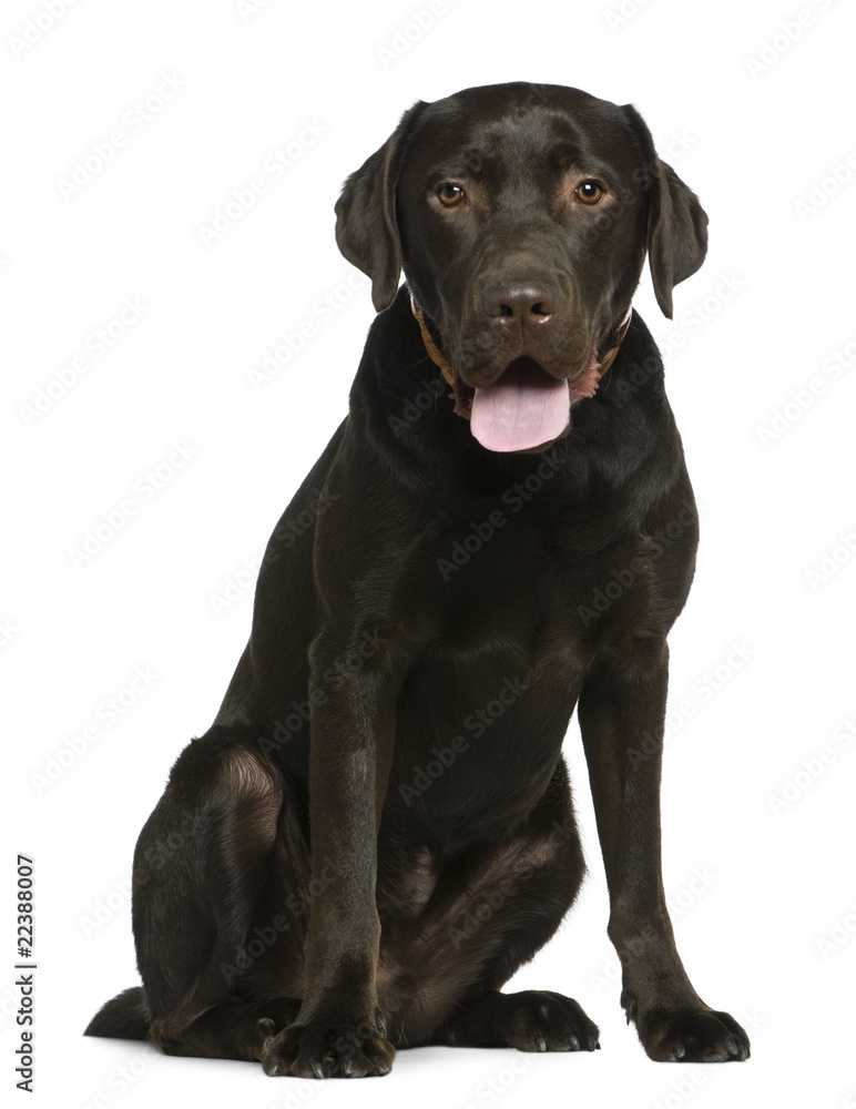 Labrador, 14 months old, sitting in front of white background Labrador, 14 months old, sitting in front of white background