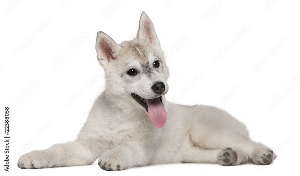 Siberian Husky, 12 weeks old, lying in front of white background