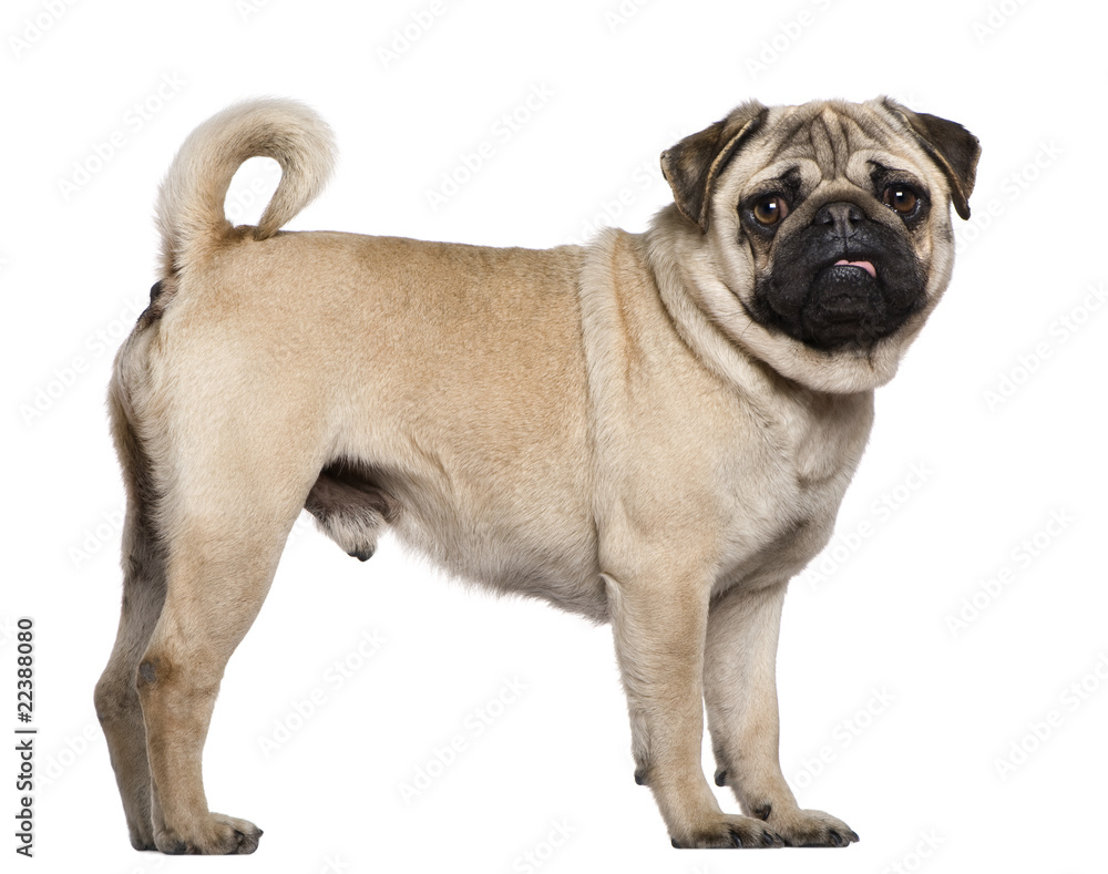 Pug, 3 years old, standing in front of white background