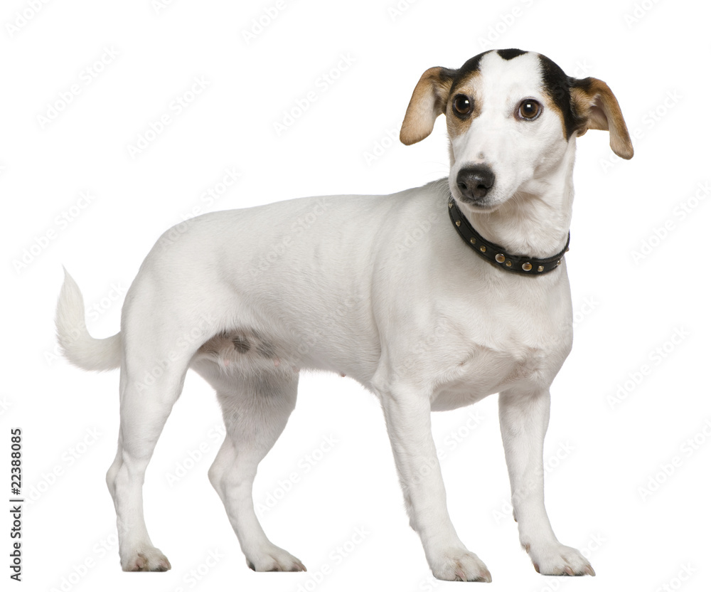 Jack Russell Terrier, 3 years old