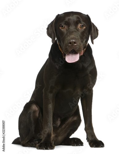 Labrador  14 months old  sitting in front of white background
