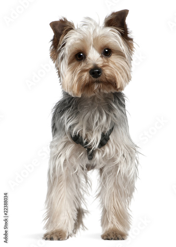 Yorkshire Terrier, 13 months old