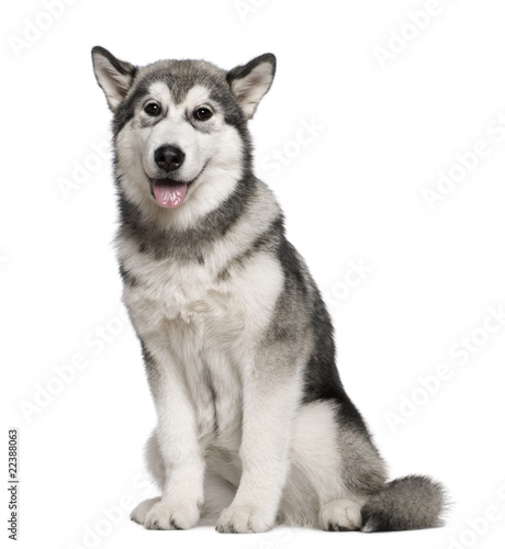 Canvas Print Alaskan Malamute, 4 months old