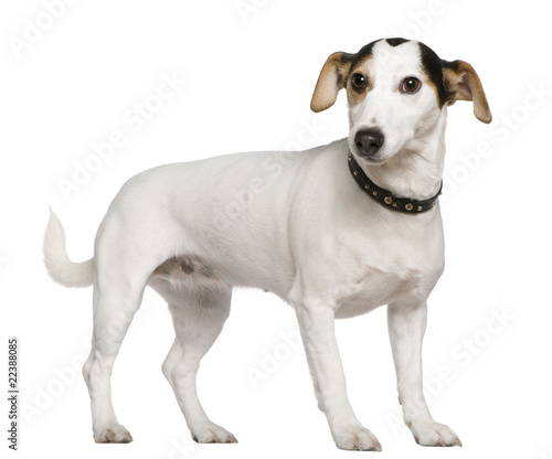 Jack Russell Terrier  3 years old