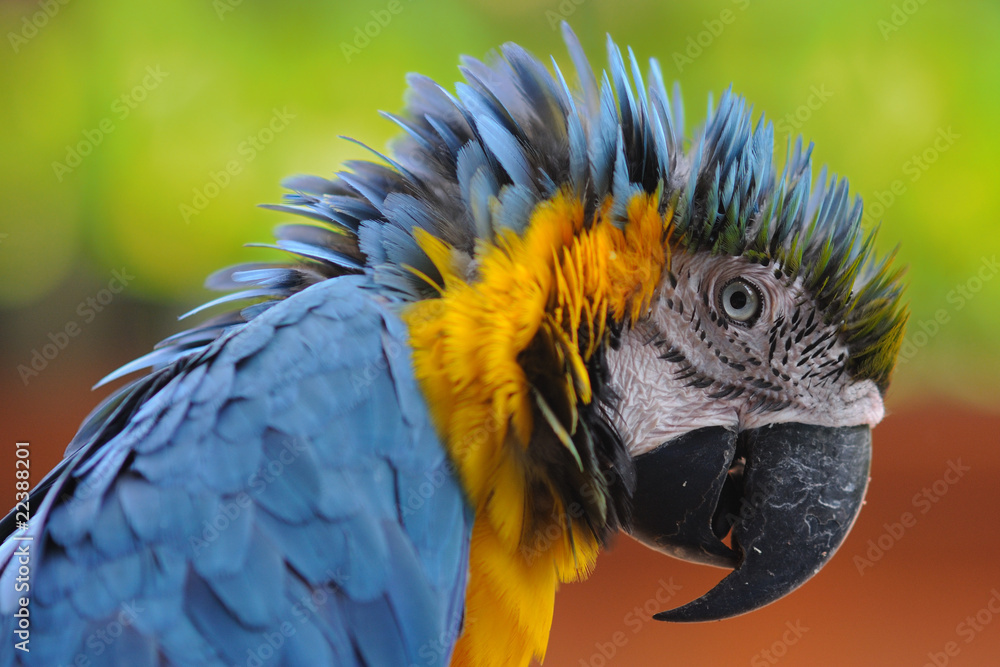 Fototapeta premium Parrot in Pattaya-4