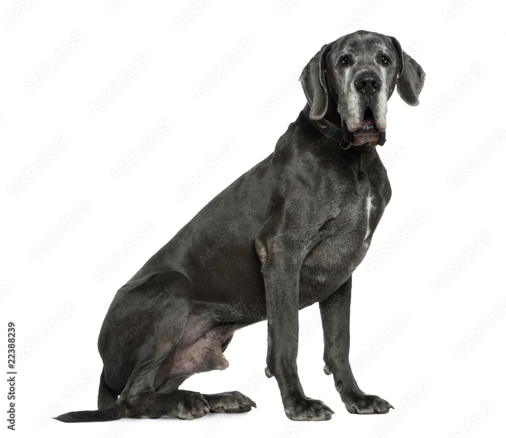 Great Dane, 6 years old, sitting in front of white background