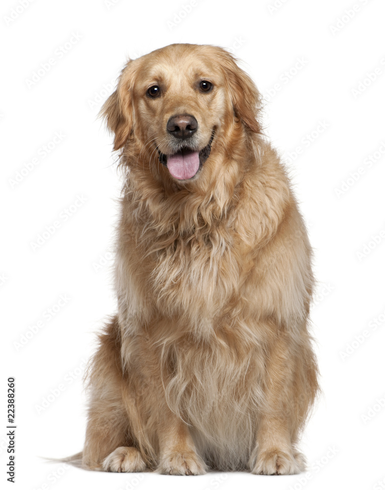 Labrador Retriever, 2 and a half years old Labrador Retriever, 2 and a half years old
