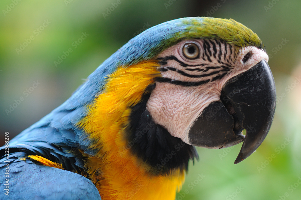 Fototapeta premium Parrot in Pattaya-3
