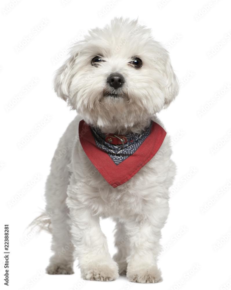 Obraz premium Maltese dog in handkerchief, 3 years old