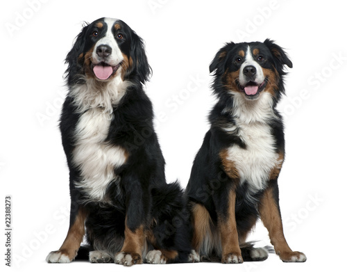 Two Bernese mountain dogs, 14 months and 6 years old © Eric Isselée