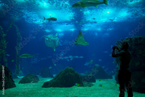 Taking pictures of underwater world