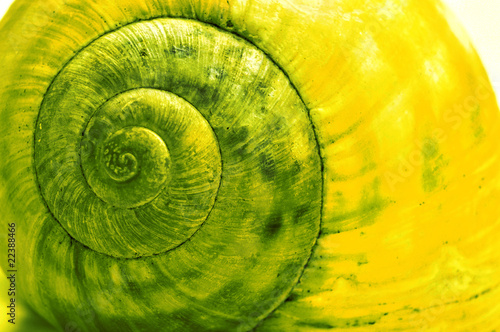 Green Snail Shell