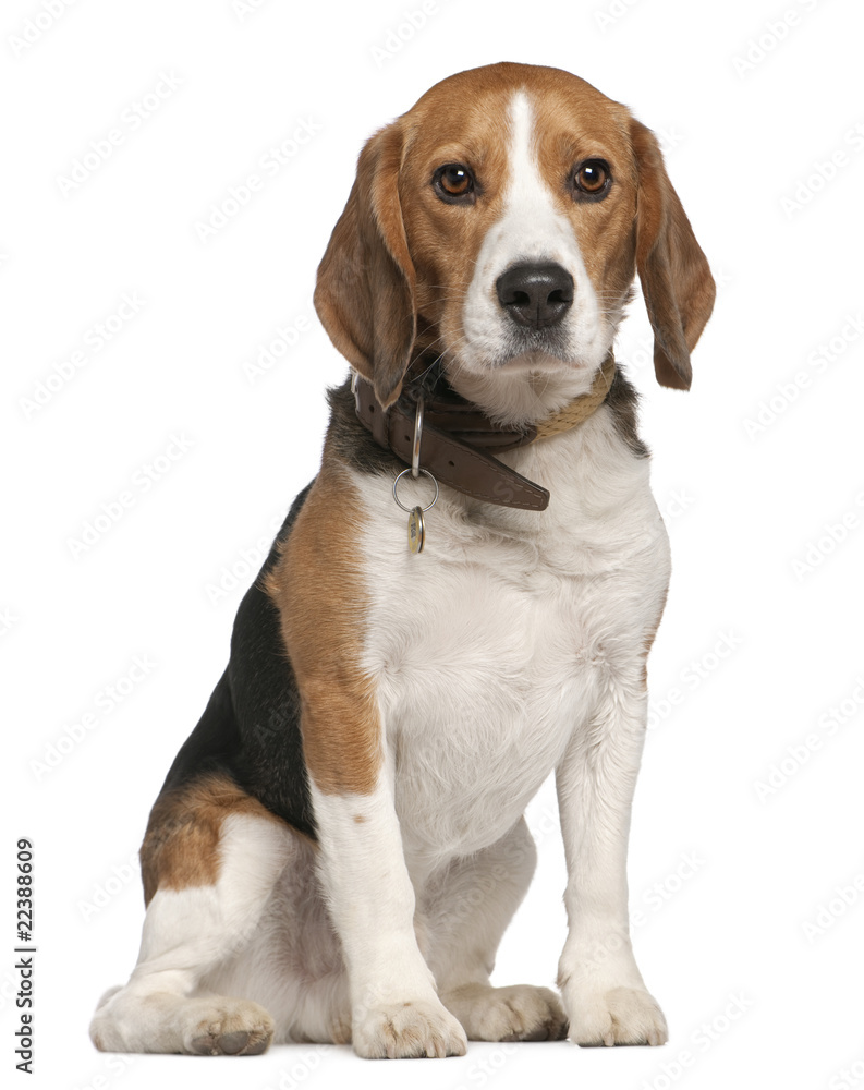 Beagle, 5 years old, sitting in front of white background