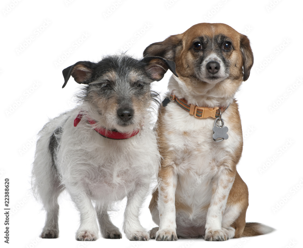 Jack Russell Terrier and Mixed-breed dog