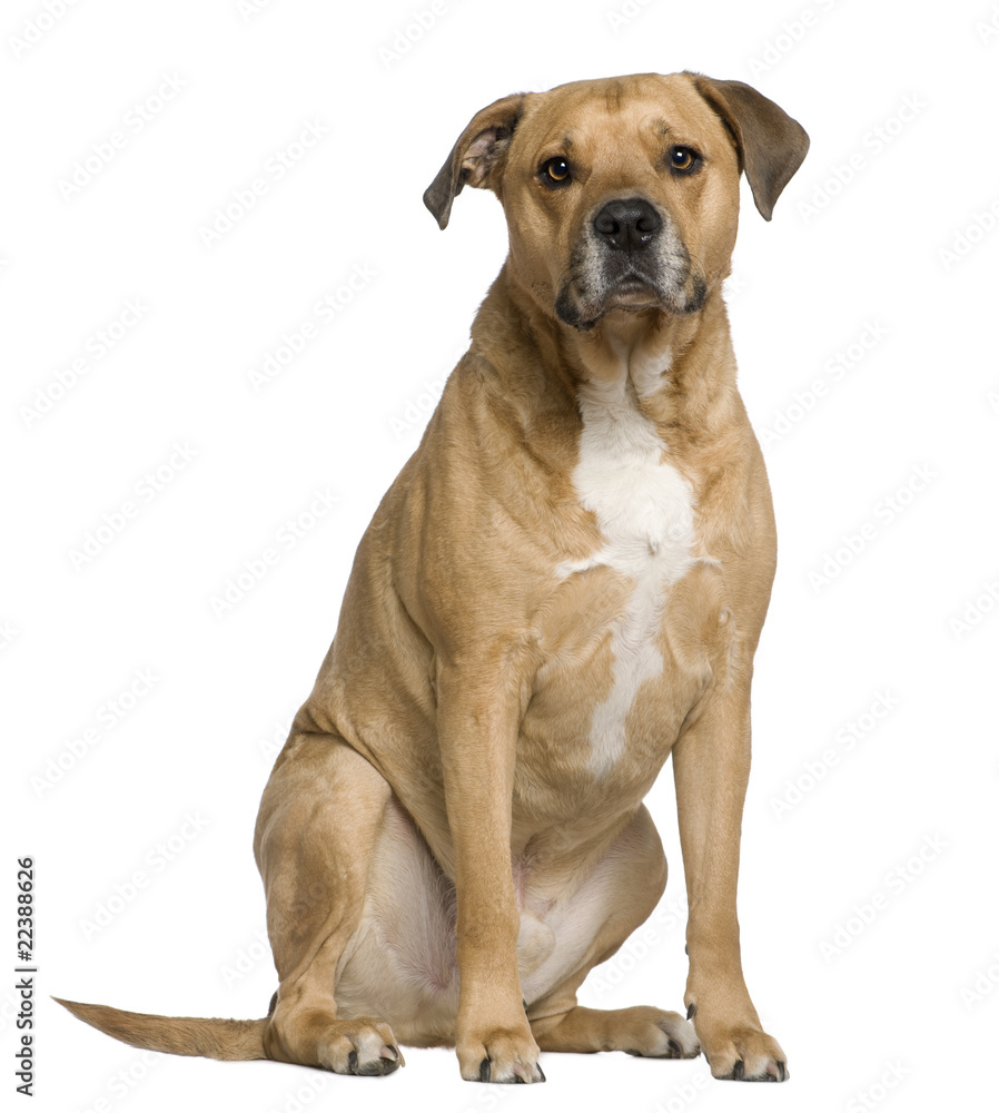 Mixed American Staffordshire Terrier, 6 years old