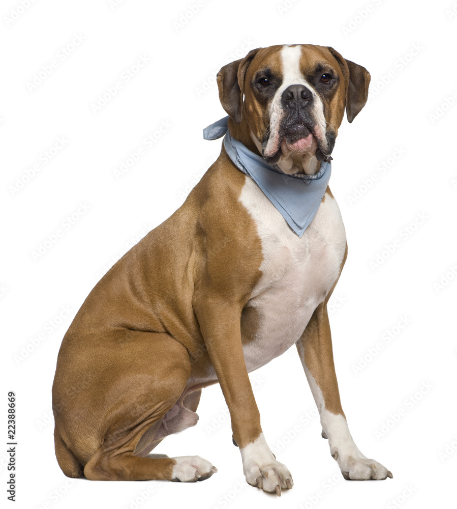 Boxer wearing handkerchief, 2 years old