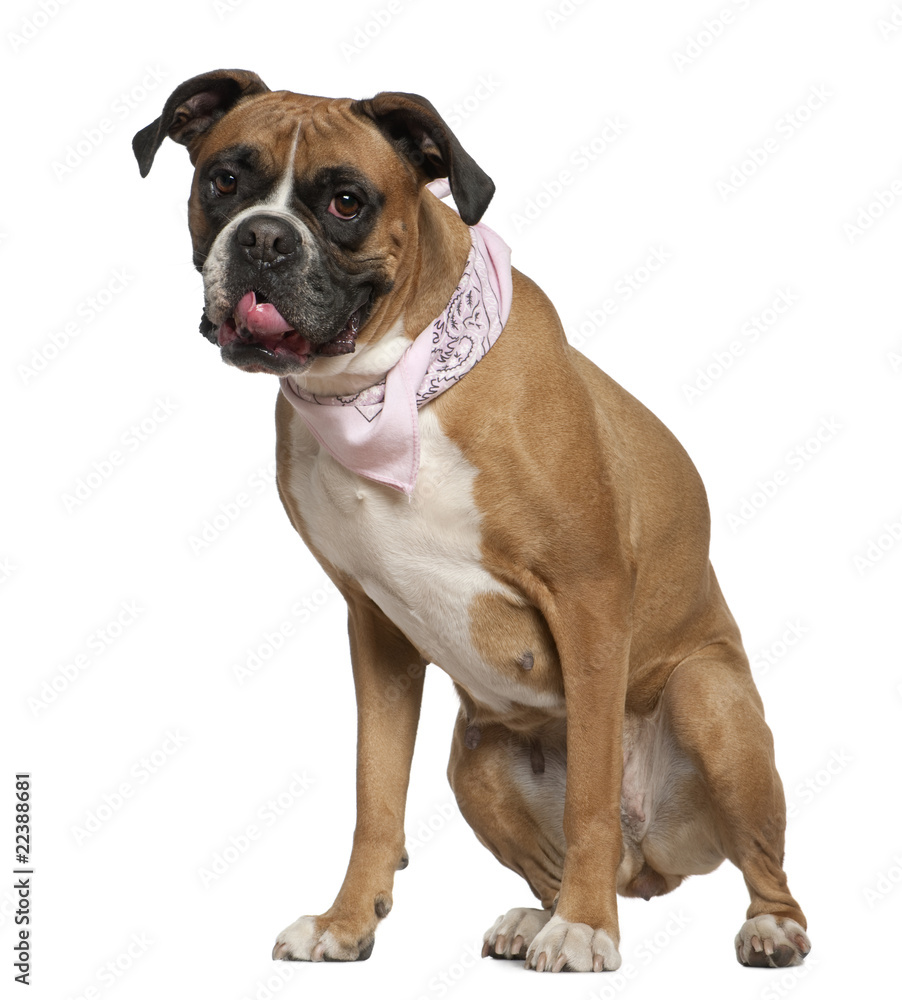 Boxer wearing handkerchief, 4 and a half years old