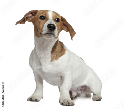 Jack Russell Terrier, 5 months old,